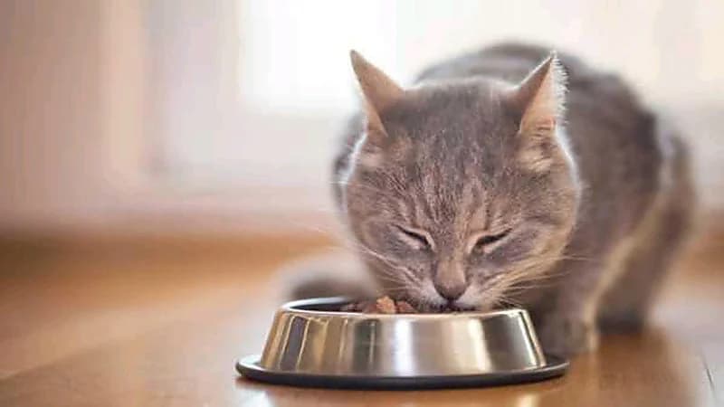 طريقة التعامل السليم مع أغذية الحيوانات الأليفة