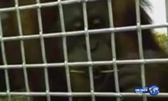 تعرف بالفيديو علي القرد روكي الذي تعلم لغة البشر