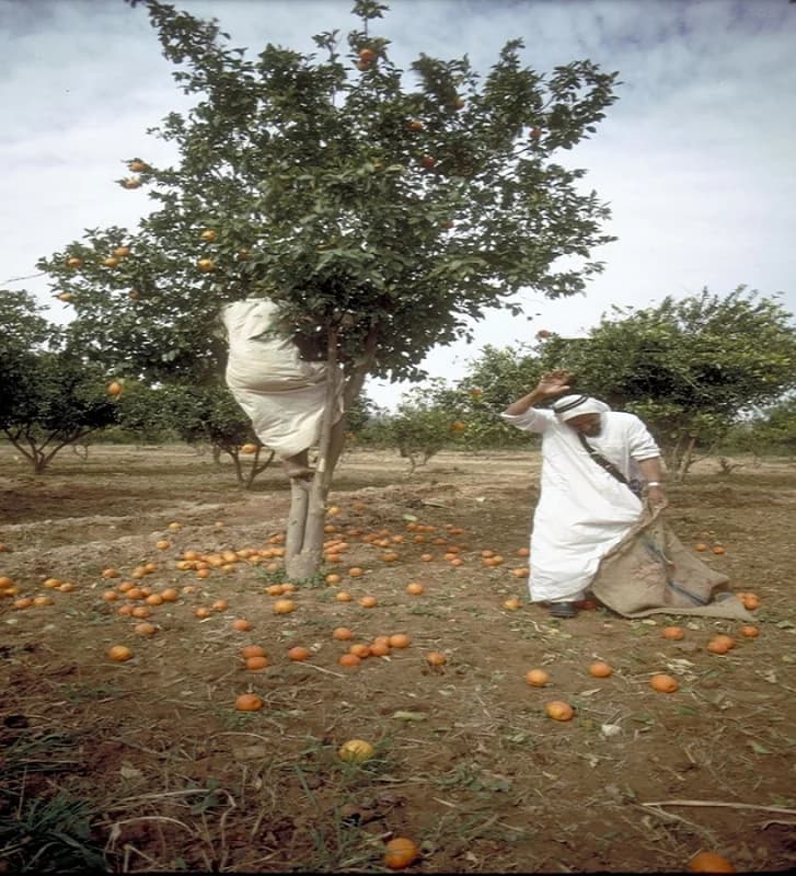 صورة جميلة من مدينة عنيزة
