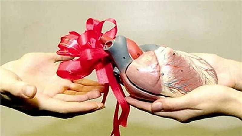 ماهي الاعضاء التي يمكن التبرع بها ؟