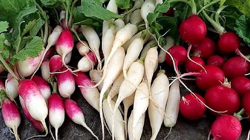 فوائد مذهلة تحدث للجسم عند تناول الفجل يومياً