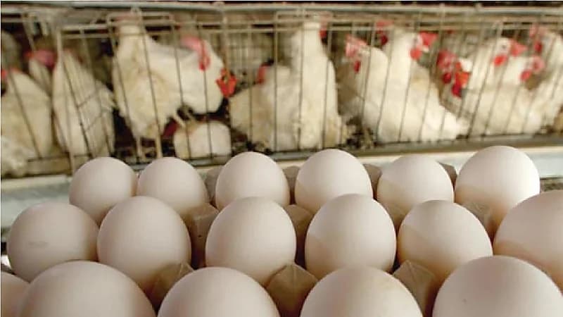 الغذاء والدواء تقرر رفع الحظر المؤقت على استيراد لحوم الدواجن والبيض من الدنمارك