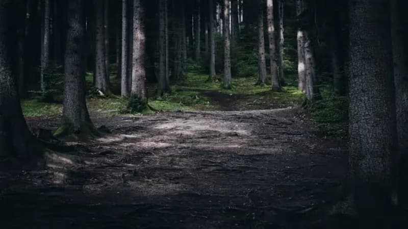 امرأة تعبر غابة مليئة بالنمور من أجل لقاء حبيبها