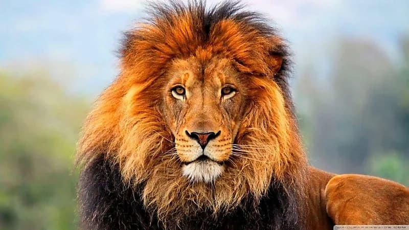 تصرف غامض ينهي حياة رجل داخل حظيرة أسد