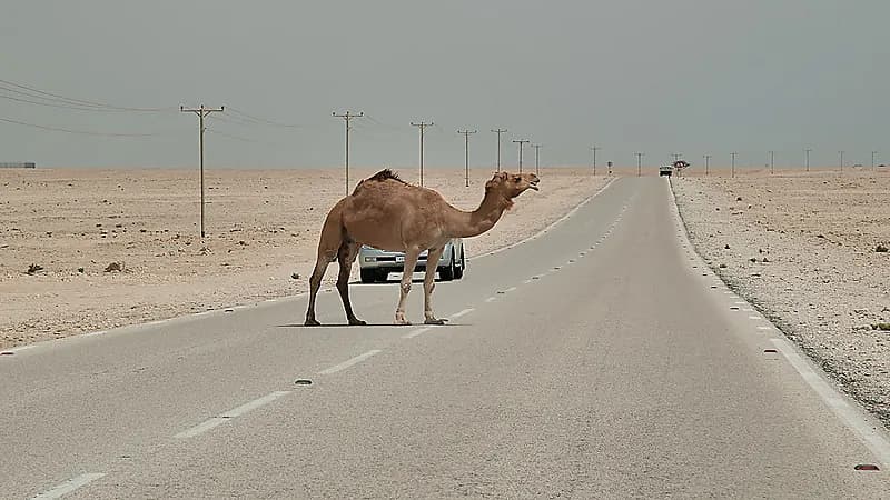بالفيديو.. قانوني: لأهالي ضحايا حوادث الإبل حق المطالبة بالتعويض