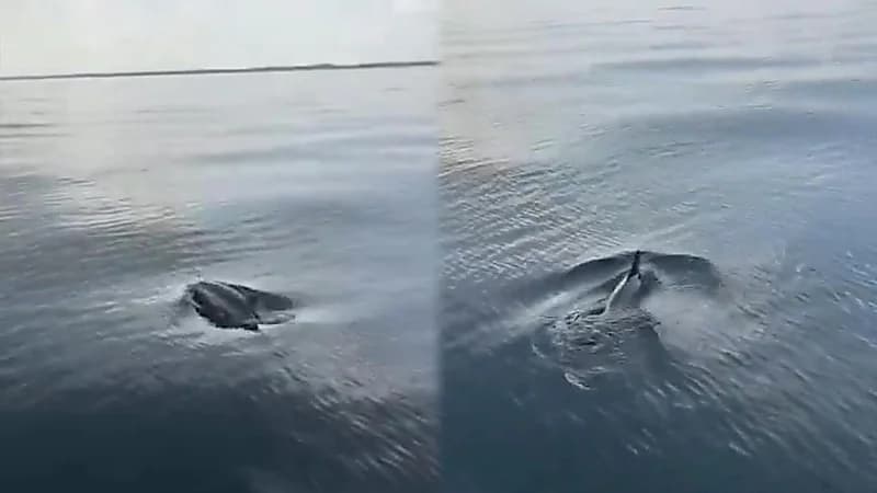 بحار سعودي يستعرض ذكاء الدلافين في جزر فرسان.. فيديو