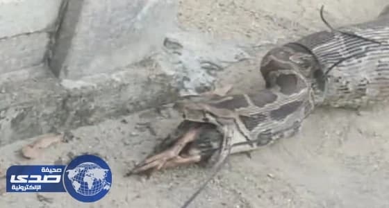بالفيديو والصور.. السكان يمسكون باللص متلبساً.. ثعبان ضخم يسرق الطيور