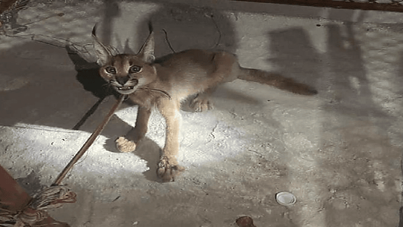 بالفيديو.. مواطن يعثر على حيوان "الوشق" مصاباً بكسر في قدمه