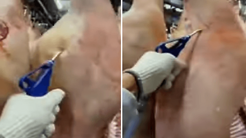 الغذاء والدواء تعلق على فيديو منتشر لحقن الذبائح