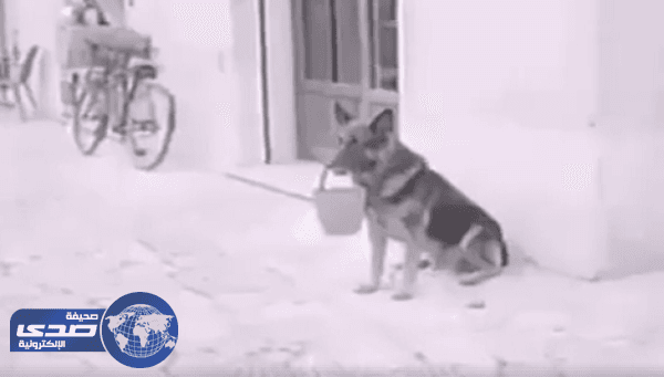 بالفيديو.. كلب يجمع الأموال لشراء قطعة لحم ليأكلها