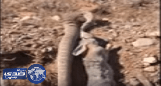 بالفيديو.. أفعى جائعة تسحل أرنبا