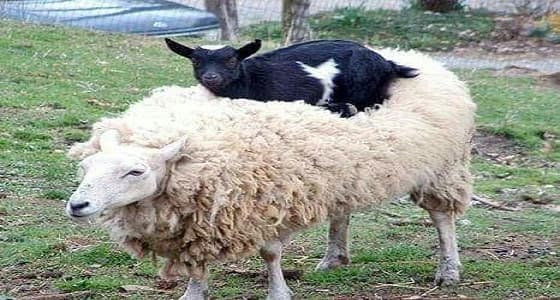 فريق بحثي ينجح في عزل الميكروب المسبب للالتهاب الرئوي للأغنام والماعز