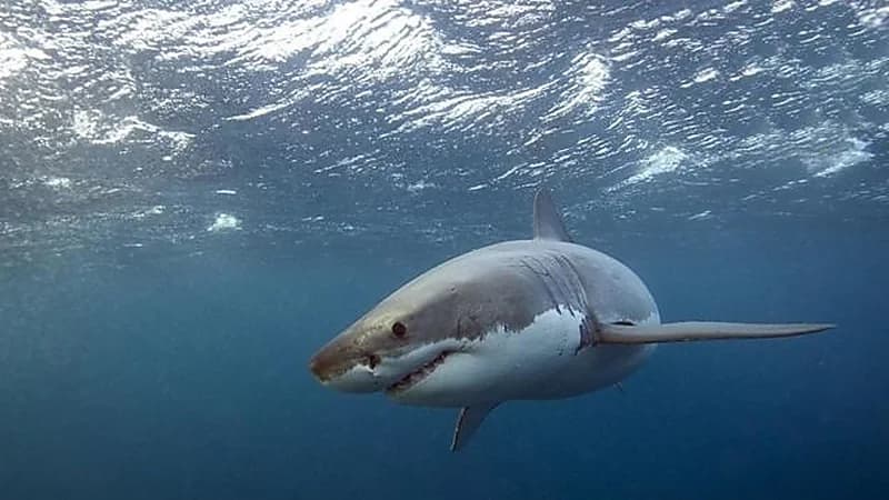 تجمع أكثر من 100 قرش حوت يوميًا قبالة سواحل قطر