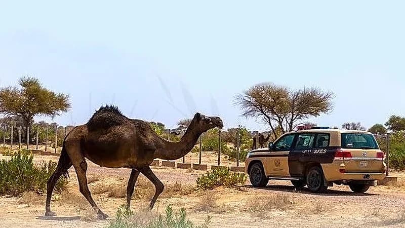 ضبط 111 مخالفًا لنظام البيئة لارتكابهم مخالفات رعي