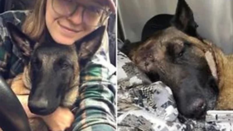 كلب يضحي بحياته لحماية صاحبته