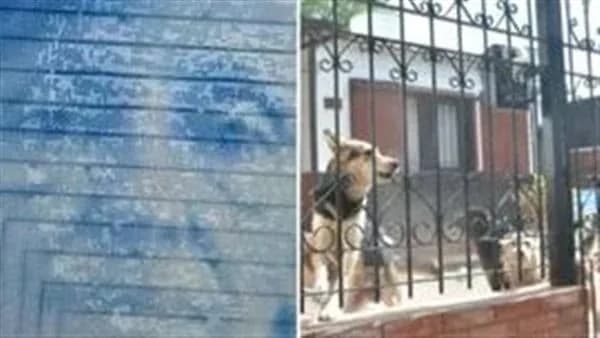 كلاب تعيش على جثة صاحبتهم المسنة لأسبوع