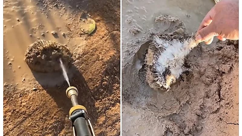 شاهد .. مواطن ينقذ قنفذ علق في الطين