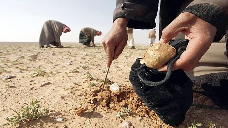 مقتل مدنيين سوريين خلال جمعهم الكمأة جراء هجوم لداعش