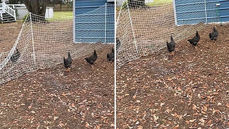 دجاج يتصرف بغرابة ويقف كالتماثيل.. فيديو