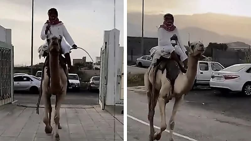 طالب يلفت الأنظار بحضوره إلى المدرسة على ناقة احتفالًا بيوم التأسيس .. فيديو