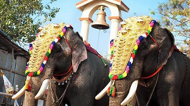 هجوم فيلين على معبد في كيرالا يودي بحياة 3 أشخاص ويصيب العشرات   ..  فيديو