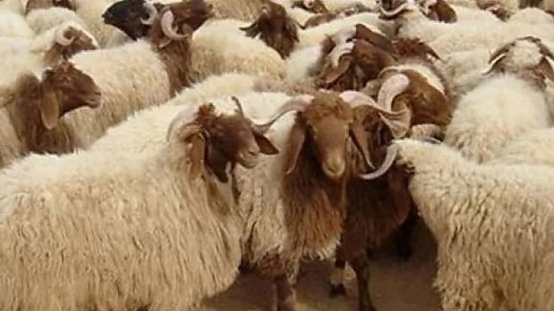 الخروف النعيمي يتصدر قائمة الأكثر ارتفاعًا في أسعار الأضاحي بالمملكة