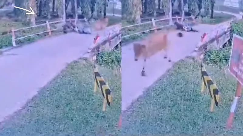 بقرة تودي بحياة خمسيني داخل مزرعة في ماليزيا .. فيديو