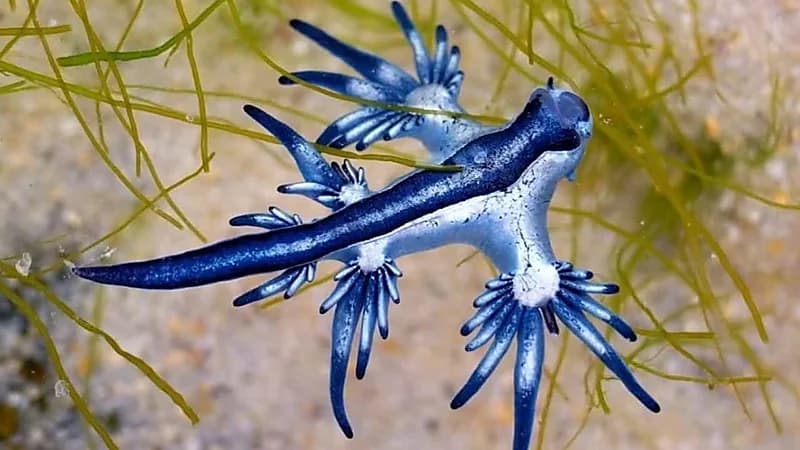 كائن بحري يثير المخاوف على شواطئ المتوسط