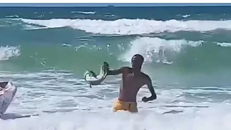 تمساح يثير الذعر بين مرتادي شاطئ بالاسكندرية