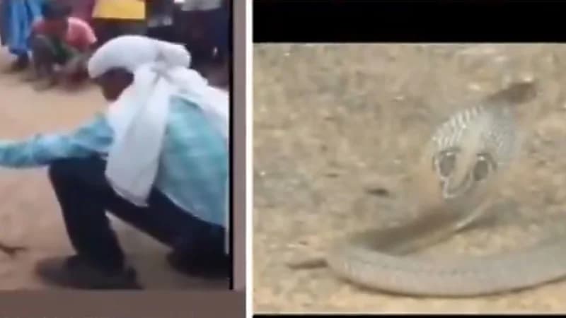 لدغة كوبرا تودي بحياة متطوع خلال عرض علني في الهند .. فيديو