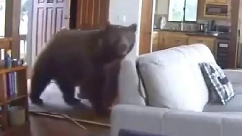 دب عملاق يدخل منزل سيدة من نافذة المطبخ