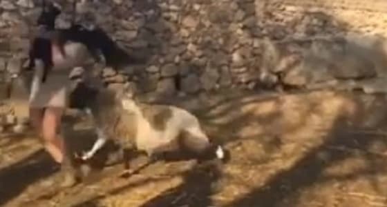 بالفيديو.. خروف يلقن فتاة حاولت اللعب معه درسا قاسيا