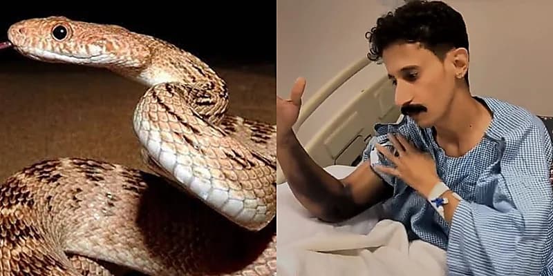 العناية الإلهية تُنقذ شاب من لدغة ثعبان سام .. فيديو