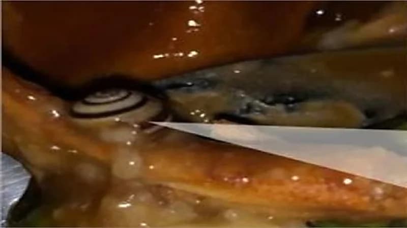 امرأة تعثر على «حلزون» داخل وجبة من مطعم شهير