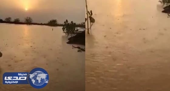 ⁠⁠⁠⁠⁠بالفيديو.. سقوط أمطار صيفية وسط موجة شديدة الحرارة