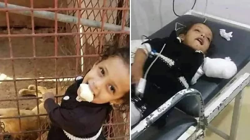 أسد يلتهم ذراع طفلة داخل حديقة الحيوان