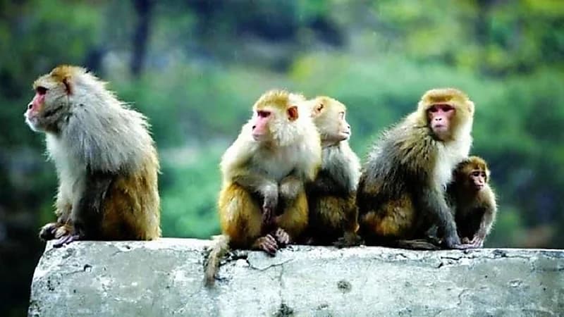 قردة تقتل طفلة بعد عضها