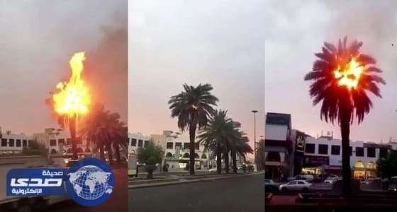 بالفيديو.. اشتعال النيران في نخلة ضربها البرق