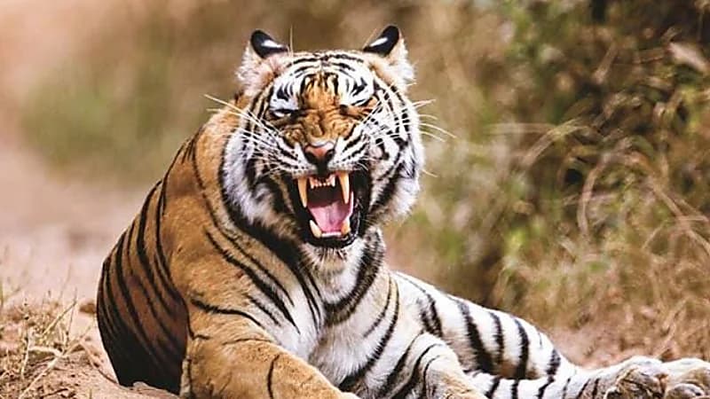 نمر شرس يقضي على حياة طفلة