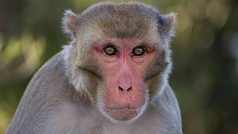 قرد يخطف رضيعا من منزله ويتسبب في قتله