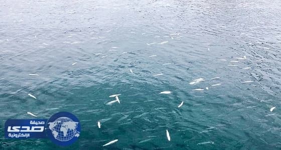 مصادر: شواطئ الشرقية نظيفة ولا قلق من نفوق أسماك سداب والجون