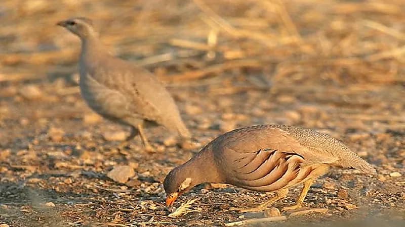 إطلاق 4 برامج لإكثار طيور الحجل لإعادة توطينها في بيئاتها الطبيعية