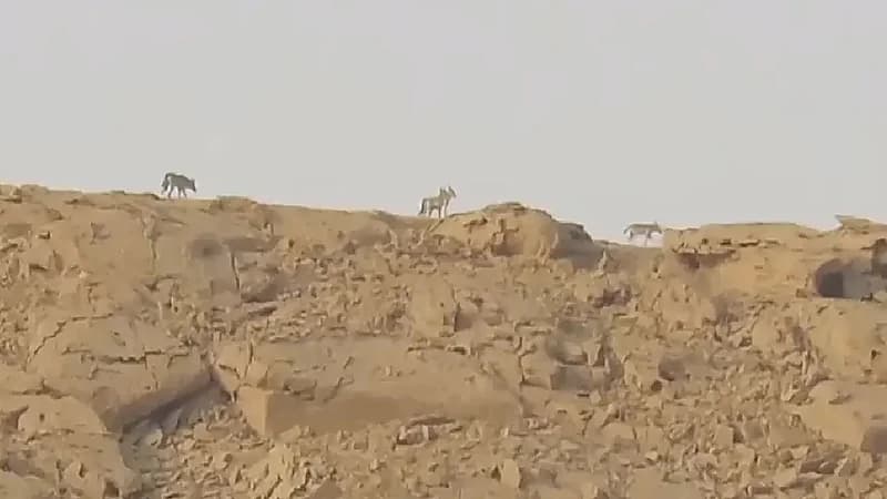 بالفيديو .. رصد قطيع ذئاب تتجول فوق جبال طويق