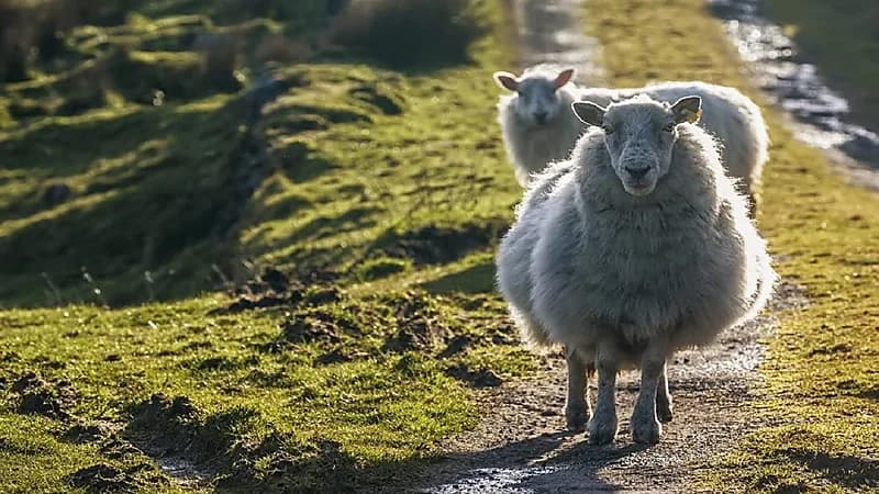 ظاهرة مخيفة لأغنام تحير العلماء