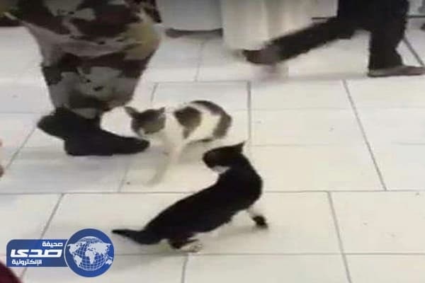 فيديو طريف .. خلاف حاد بين قطين في الحرم و الأمن يتدخل