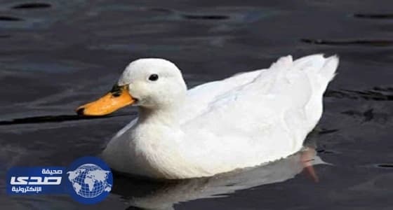 " بطة " تتسبب في إغلاق طريق سريع بألمانيا