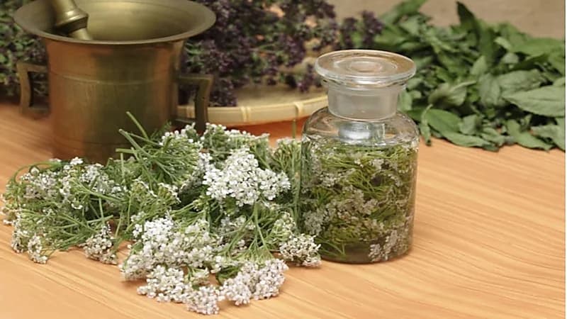 عشبة "القيصوم" تساعد في التئام الجروح وعلاج الأمراض العصبية