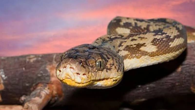 القبض على امرأة حاولت تهريب 5 أفاعي إلى الصين