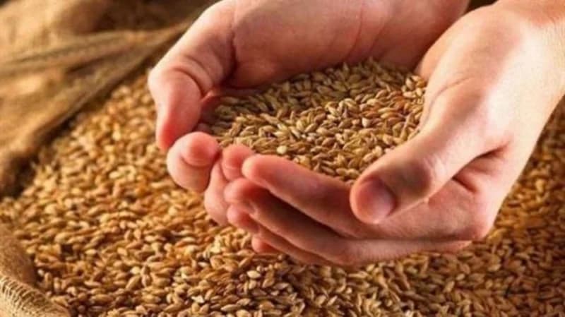 "الخضيري": الإضافات الكيميائية للخبز تجعل القمح ضارًا