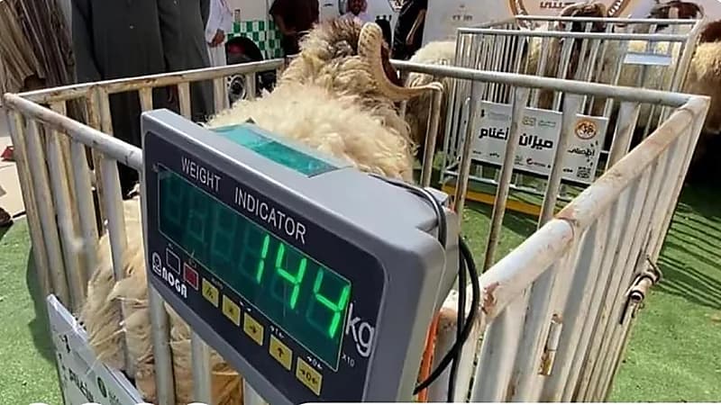 تطبيق آليات بيع المواشي الحية بالأوزان اعتبارًا من 1 محرم